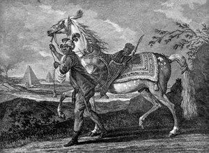 Cavallo arabo turco, 1722 1938 da Unbekannt
