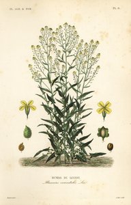 Rucola turca, Bunias orientalis da Unbekannt