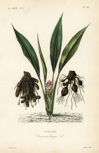 Curcuma, Curcuma longa da Unbekannt