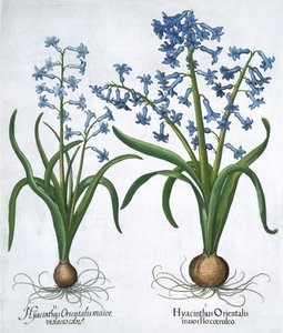 Due giacinti blu, 1613 da Unbekannt