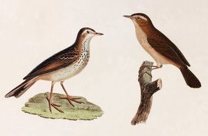 Due illustrazioni a colori di uccelli da Unbekannt