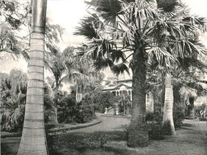 Tipico cortile hawaiano, Honolulu, USA, 1895