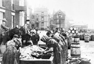 Regno Unito: Lavoratrici scozzesi che puliscono aringhe a Scarborough. Scarborough, c1890