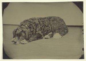 Cane senza titolo, 1850-99