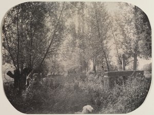 Paesaggio senza titolo con cane, c. 1910 da Unbekannt