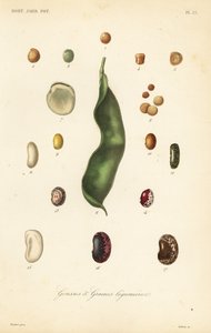 Varietà di piselli e fagioli