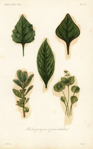 Verdure e foglie per insalata da Unbekannt
