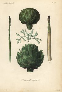 Ortaggi, Plantes potageres da Unbekannt