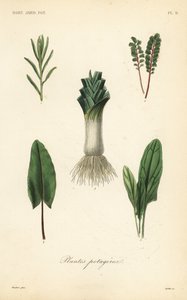 Verdure da Unbekannt