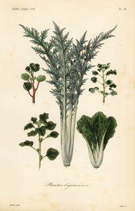 Ortaggi, plantes legumieres