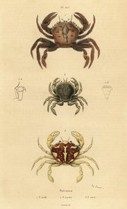 Granchio vellutato, Necora puber 1, granchio nuotatore marmorizzato, Liocarcinus marmoreus 2, e granchio nuotatore di Pennant, Portumnus latipes 3 da Unbekannt