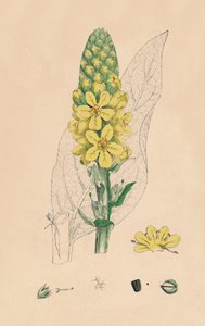 Verbascum Thapsus. Verbasco maggiore