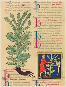 Verbena o Verbena, 1947 da Unbekannt