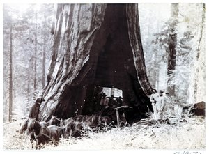 Carro che passa attraverso un albero gigante, Nord America, c 1900 da Unbekannt