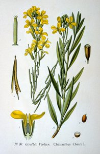Violaciocca