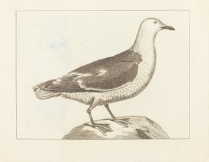 Uccelli acquatici, inizio XIX secolo da Unbekannt