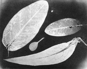 Foto fissata con acqua Quattro foglie, estate 1839