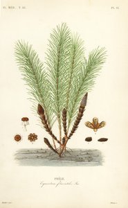 Equiseto delle acque o equiseto palustre, Equisetum fluviatile, Prele da Unbekannt