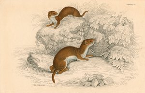 Donnola Putorius nivalis, il più piccolo carnivoro europeo, 1828 da Unbekannt