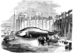 Balena catturata nel Tamigi, Grays, Essex, XIX secolo