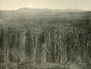 Campo di grano, Canning Downs, Queensland, 1901 da Unbekannt