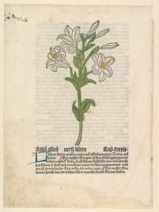 Giglio bianco, illustrazione da Gart der Gesundheit Sch.4332, 28 marzo 1485 da Unbekannt