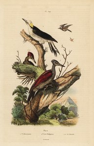 Picchio bianco, Melanerpes candidus, picchio pigmeo filippino, Yungipicus maculatus, maschio e femmina