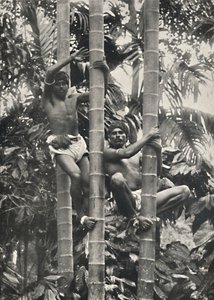 Wie Ceylonesen auf die Kokospalmen klettern, 1926 da Unbekannt