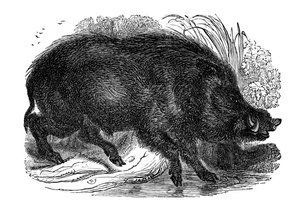 Cinghiale, 1848