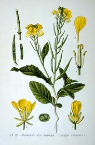 Senape selvatica