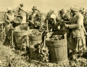 Vendemmia vicino a Baden bei Wien, Bassa Austria, c1935 da Unbekannt