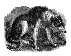 Cane lupo, 1848 da Unbekannt