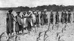 Donne che zappano un campo di mais, Sudafrica, ca 1923 da Unbekannt