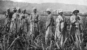 Donne che curano giovani canne da zucchero in Giamaica, 1922 da Unbekannt