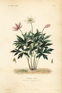 Anemone dei boschi o anemone dei venti da Unbekannt