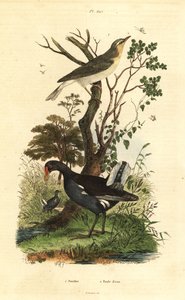 Luì verde, Phylloscopus sibilatrix, e gallinella d
