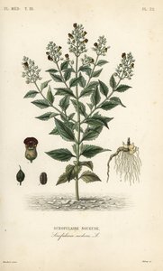 Scrofularia nodosa, Scrophularia nodosa, Scrofulaire noueuse da Unbekannt