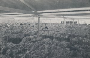 Lana in vendita in uno showroom di Melbourne, 1923