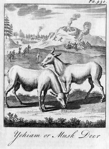 Yehiam o cervo muschiato, XVIII secolo