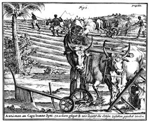 Giogo di buoi e aratura dei campi, Sudafrica, XVIII secolo da Unbekannt