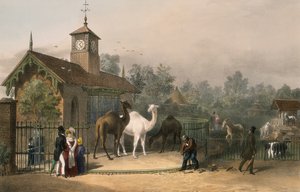 Giardini Zoologici, Regent
