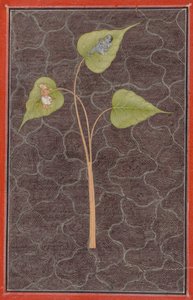 Markandeya che osserva Krishna nell