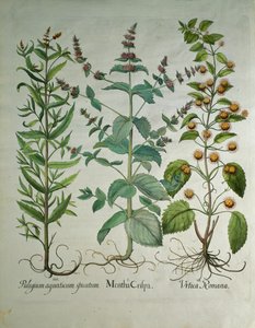 Menta: Mentha crispa da Unbekannt Unbekannt