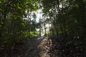Sentiero nella giungla vicino a Camp Leaky, Parco Nazionale Tanjung Puting, Kalimantan Centrale, Borneo, Indonesia da Unbekannt Unbekannt