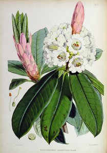 Rhododendron: Argenteum, da 