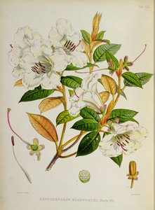 Rhododendron: Edgeworthi, da 