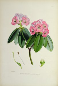 Rhododendron: Wallichii, da 
