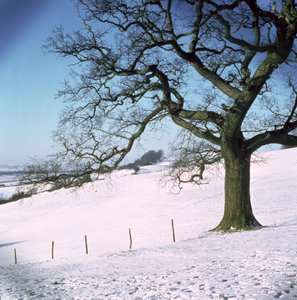 Paesaggio invernale, Hockley Downs, Essex da Unbekannt Unbekannt