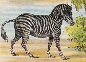 Una zebra. Incisione in "Alfabeto della mia bambina". Bernardin-Bechet e Fils, librai-editori, Parigi, circa 1895. Album infrangibile su tela. Biblioteca dei Bebè. 12 pagine. Album contenente un metodo di lettura e un abecedario illustrato. Dim: 
