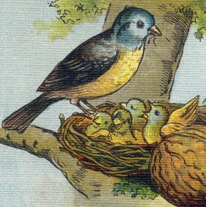 Un uccello nutre i suoi piccoli in un nido. Incisione in "Alphabet de ma petite fille". Bernardin-Bechet e Fils, librai-editori, Parigi, circa 1895. Album infrangibile su tela. Bibliothèque des Bebes. da Unbekannt